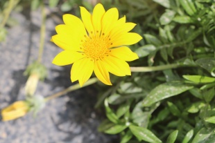 北京绿鑫花种xunzhang菊  一二年生