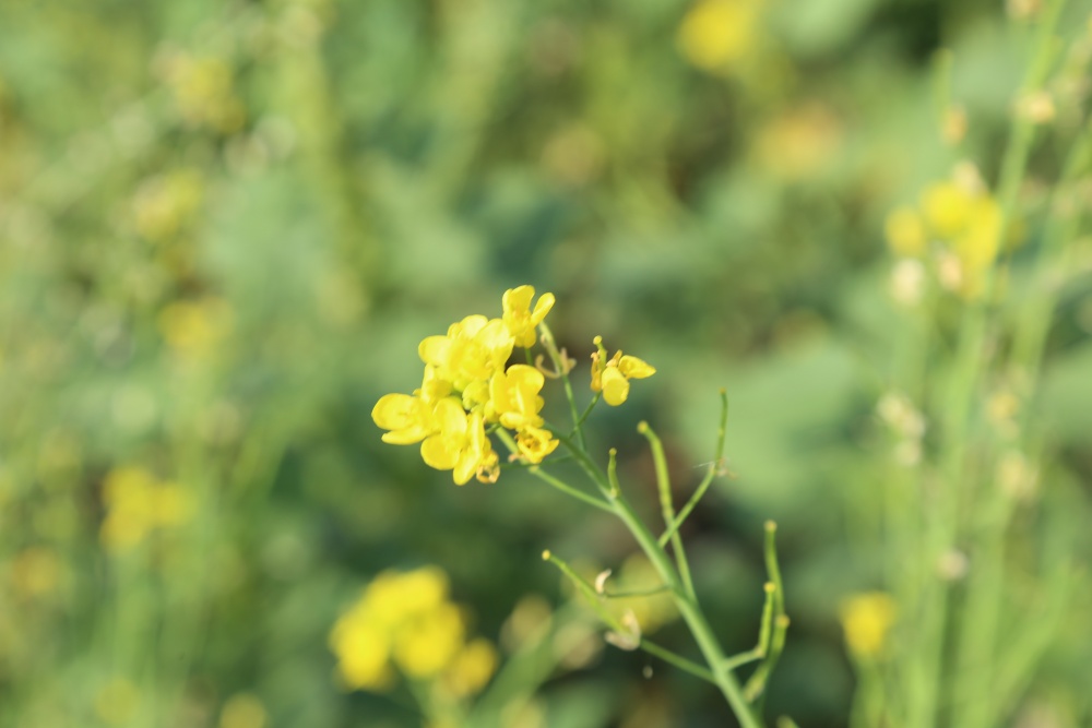 北京绿鑫花种油菜花  一二年生