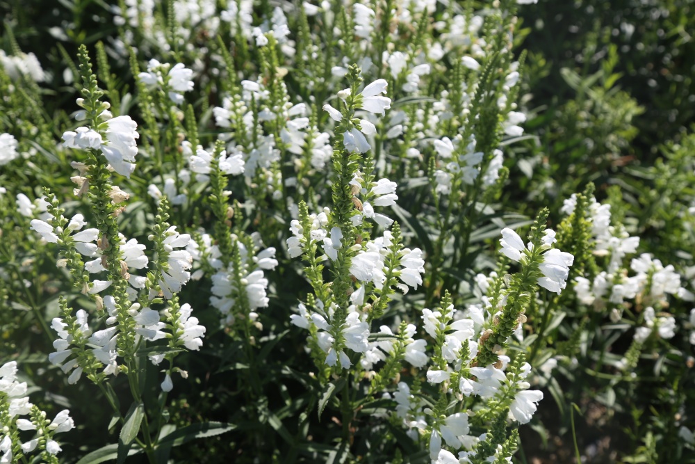 北京绿鑫花种假龙头  宿根