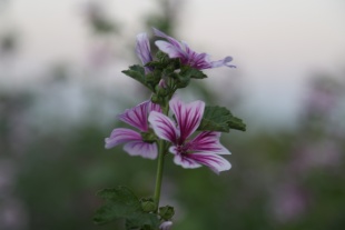北京绿鑫花种锦葵  宿根