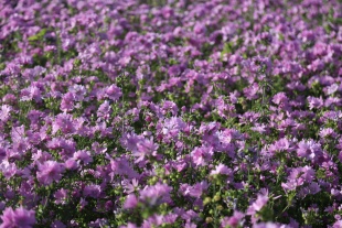 北京绿鑫花种锦葵  宿根