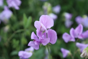 北京绿鑫花种香豌豆  一二年生
