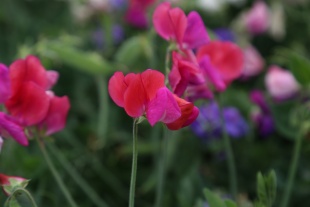 北京绿鑫花种香豌豆  一二年生
