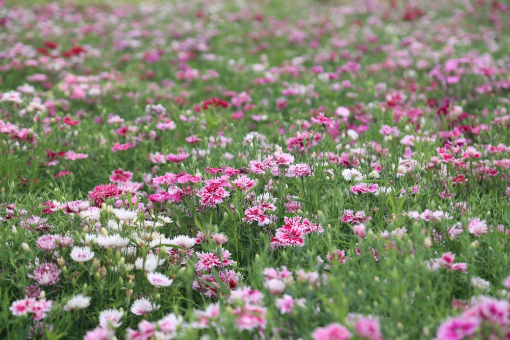 北京绿鑫花种常夏石竹  宿根