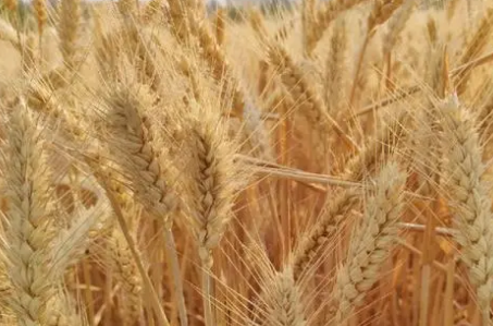 俄罗斯小麦进口报关需要注意什么？  小麦进口清关  怎样进口小麦  代理报关清关