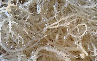 印尼麒麟菜（海草）进口清关需要准备的资料  麒麟菜进口清关  怎样进口麒麟菜  代理报关清关
