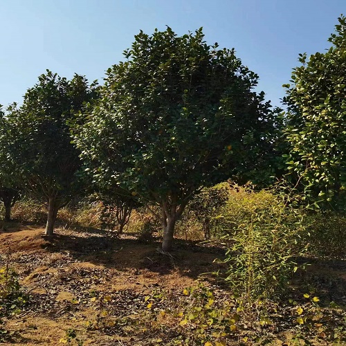 17公分茶花18公分茶花19公分茶花