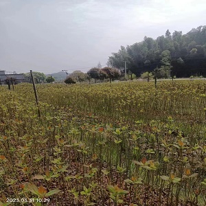 30高檫木小苗50高檫木小苗80高檫木小苗