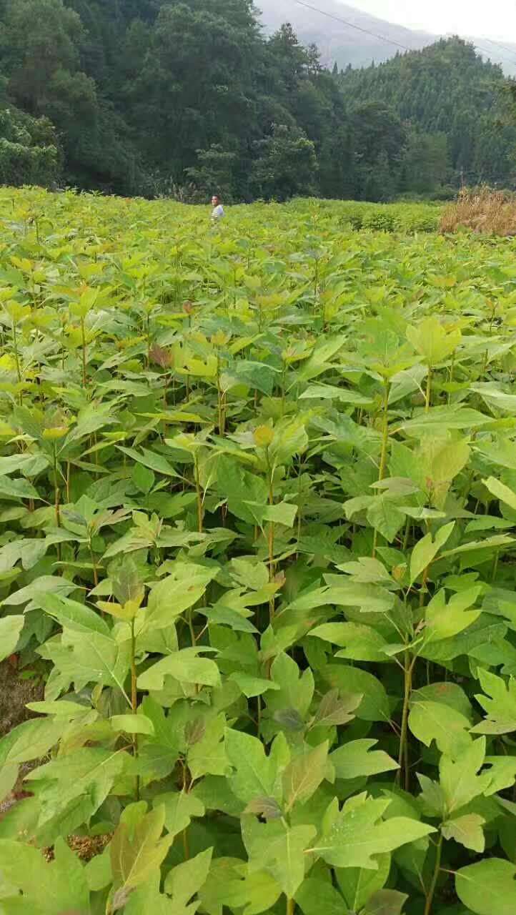 30高檫木小苗50高檫木小苗80高檫木小苗