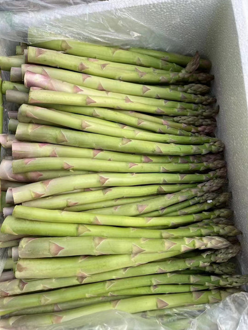 芦笋根苗芦笋苗四级食用蔬菜苗多年生阳台盆栽  芦笋种子  康爱草2号  芦笋种子厂家