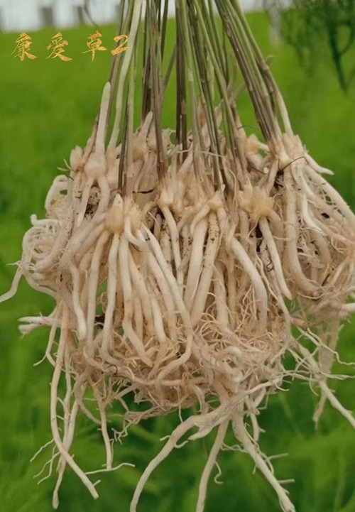芦笋根苗芦笋苗四级食用蔬菜苗多年生阳台盆栽  芦笋种子  康爱草2号  芦笋种子厂家