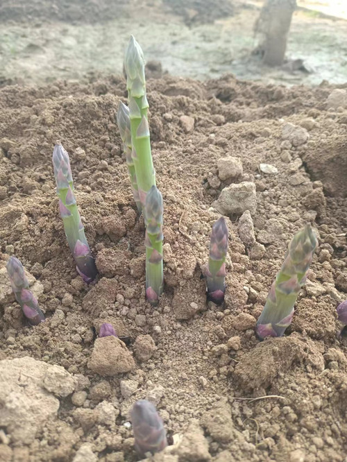 芦笋根苗芦笋苗四级食用蔬菜苗多年生阳台盆栽  芦笋种子  康爱草2号  芦笋种子厂家