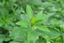 湖北百草堂苍术种植公司统一收购不用担心卖不出去