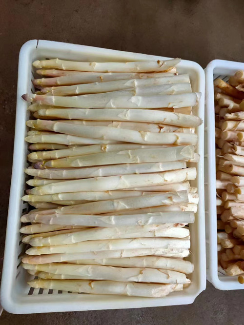 厂家批发康爱草2号杂交一代芦笋种子  芦笋种植  芦笋种子批发