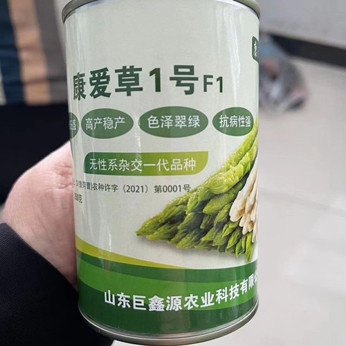 晋城芦笋基地供应康爱草1号杂交一代芦笋种子芦笋种苗  芦笋种子厂家