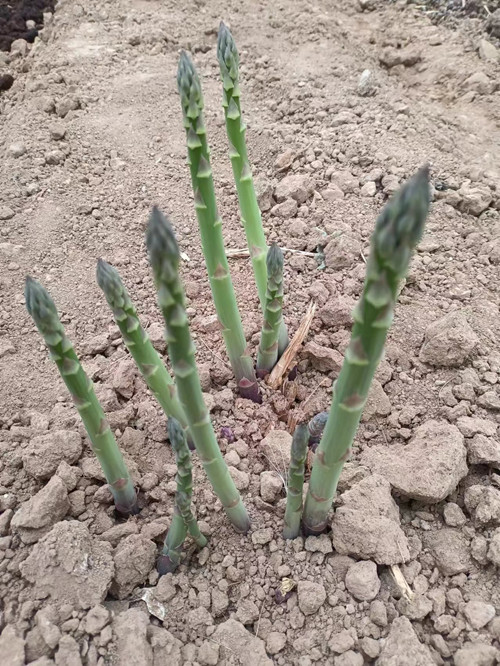 临汾芦笋种植基地批发杂交一代康爱草5号芦笋种子  芦笋种子厂家