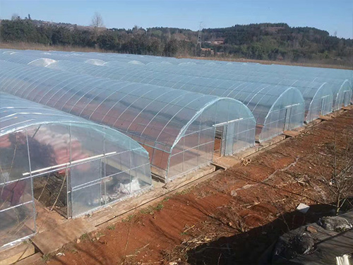菜农们是怎样提高大棚农膜的透光率的呢  长寿无滴膜  农地膜  塑料薄膜