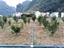 广西水肥一体化系统分区轮灌设计 在当地找南宁广顺公司