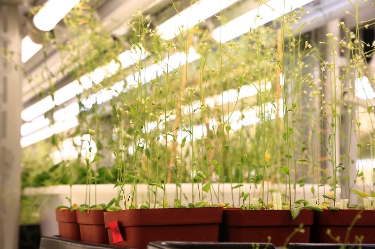 培养架光源气候室  人工气候室  植物工厂