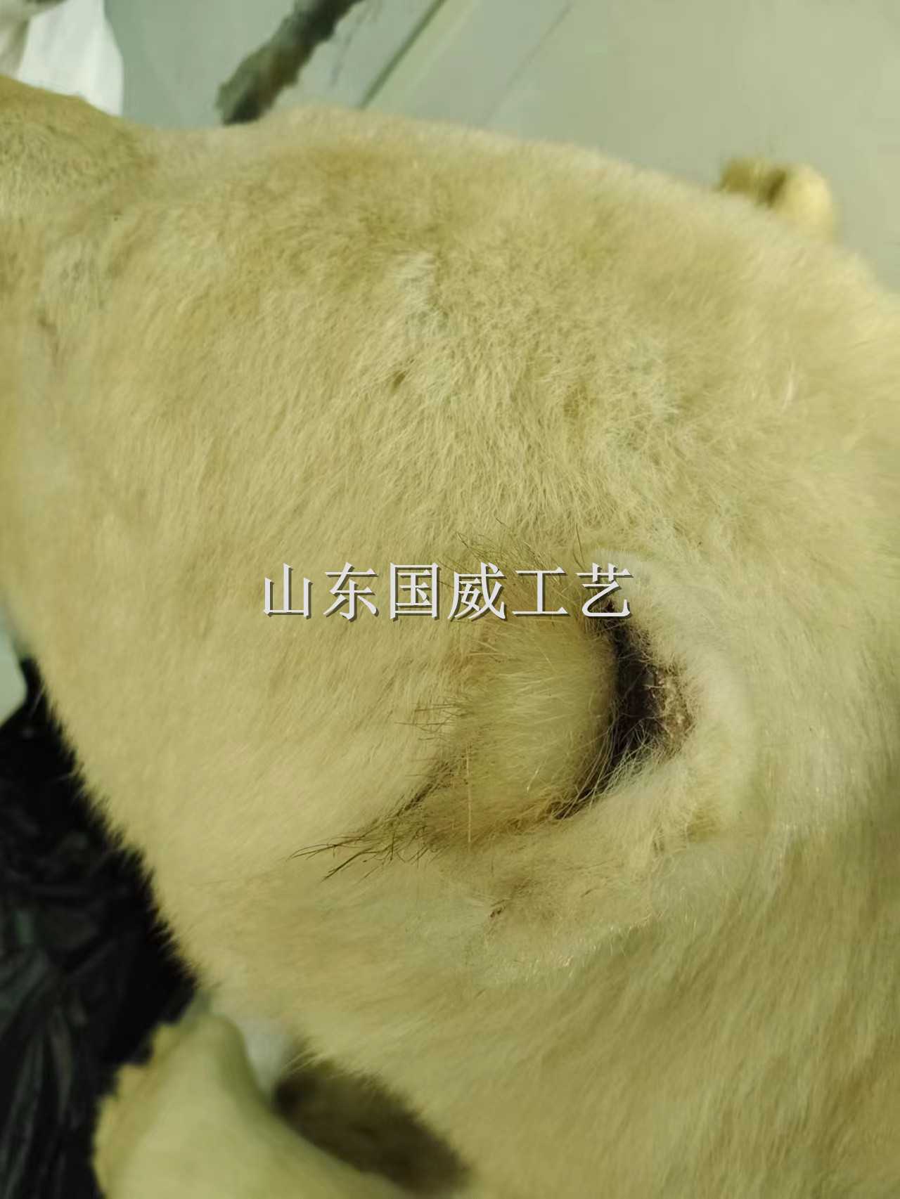 上门修复动物标本除霉除虫  动物标本除虫