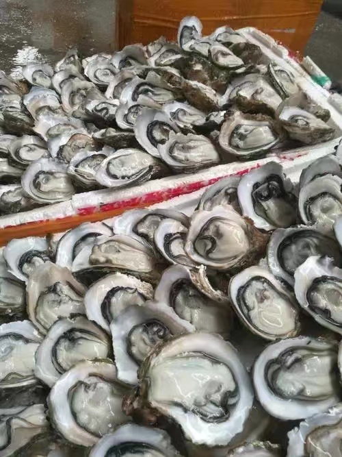 梅山港进口文莱牡蛎生蚝清关的流程注意事项  牡蛎清关  广州牡蛎报关行