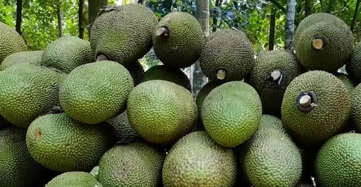 越南菠萝蜜进口报关指南  一般贸易进口报关  疑难货物进口报关  进口货代公司