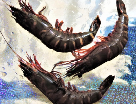 进口黑虎虾的关税是多少  进口清关流程  连云港进口清关  食品进口清关