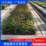 潮汐苗床 育苗植物生长托盘 叶菜水培仓
