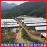 养羊大棚建造 山羊养殖大棚建设 羊舍大棚安装厂家