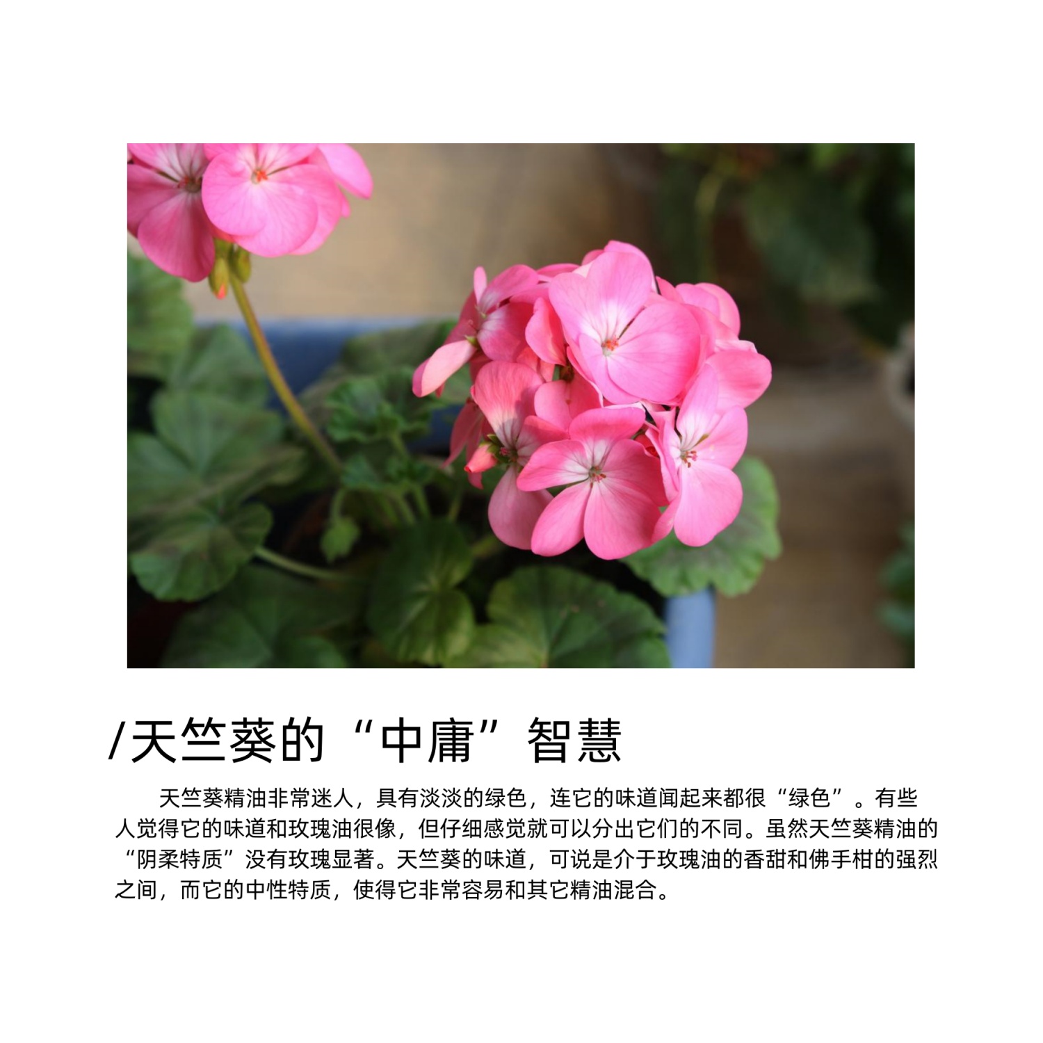 天竺葵精油  西安  国产/进口 10g  天竺葵精油单方精油  天竺葵精油批号  天竺葵精油质检单
