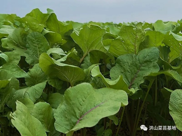 湖北特产洪山菜苔价格、正宗洪山菜苔好吃不腻