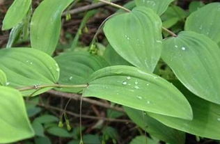 湖北百草堂黄精种植展现农业大牌风范共创好未来  湖北百草堂苍术种植