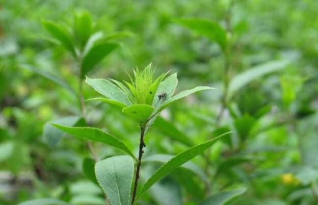 湖北百草堂苍术种植给农户家人和朋友不一样喜悦