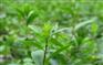 湖北百草堂苍术种植给农户家人和朋友不一样喜悦