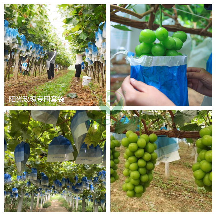 双层白色葡萄袋 阳光玫瑰葡萄专用袋双层套上保护袋  阳光玫瑰葡萄双层袋  阳光玫瑰套上保护袋