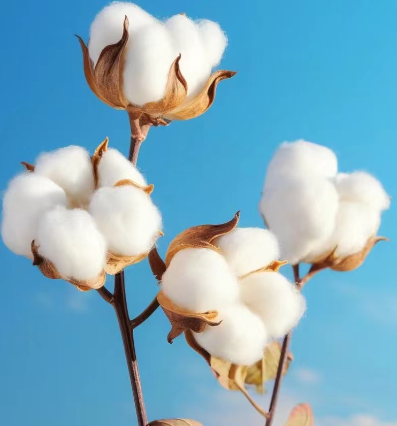 棉花进口报关指南  一般贸易进口报关  疑难货物进口报关  进口货代公司