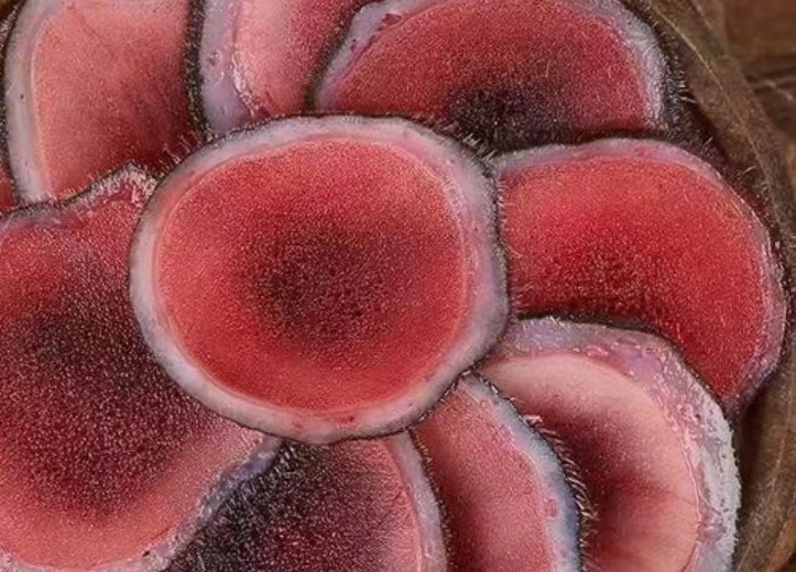 澳大利亚pilose antler进口报关指南  一般贸易进口报关  疑难货物进口报关  进口货代公司