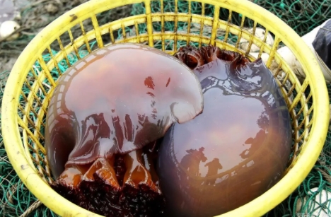 海蜇进口旺季清关怎么办  进口清关流程  连云港进口清关  食品进口清关