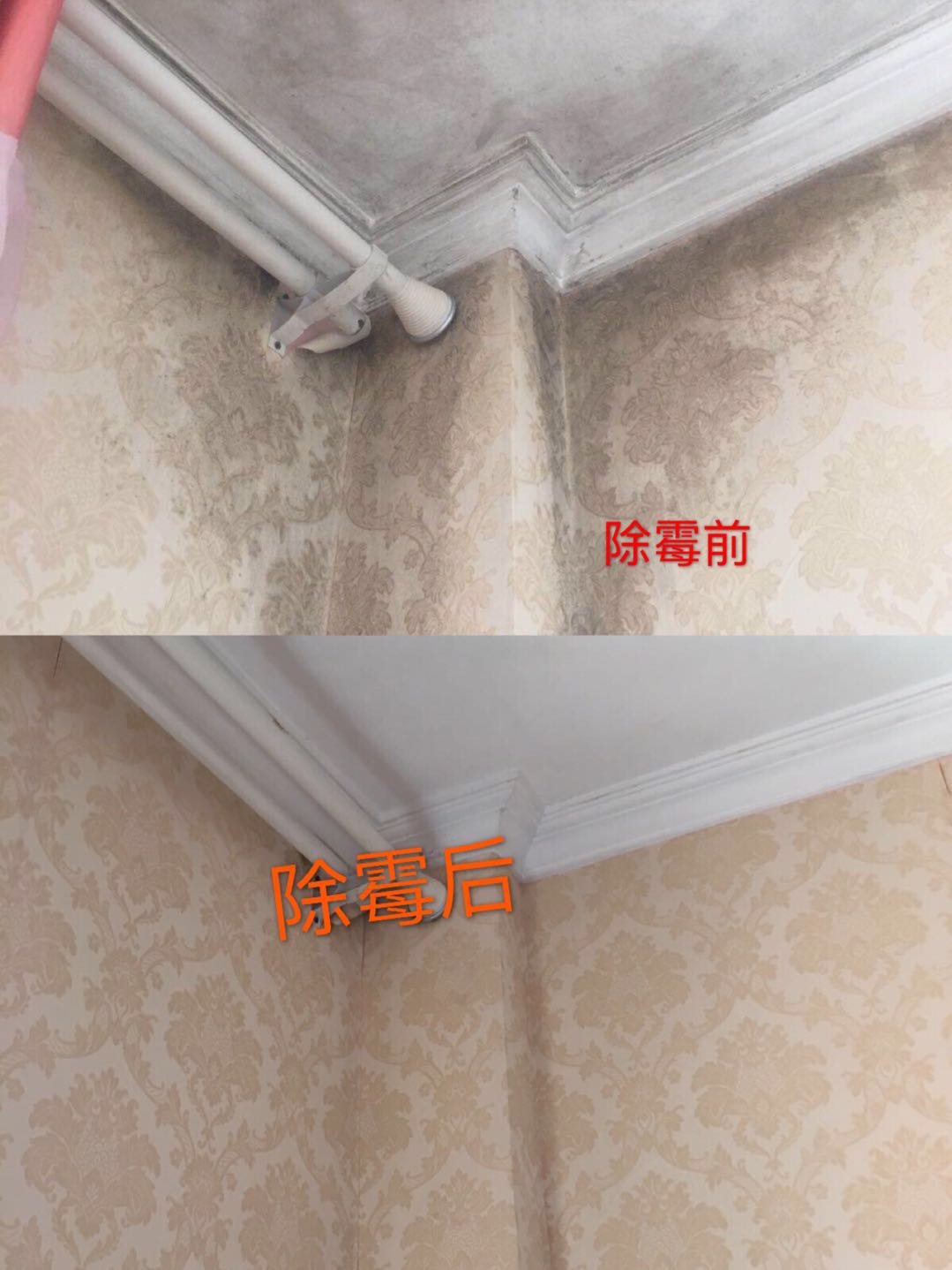 广州西塱除霉公司，房屋深洁除霉，专业除霉服务  上门除霉  墙壁天花除霉