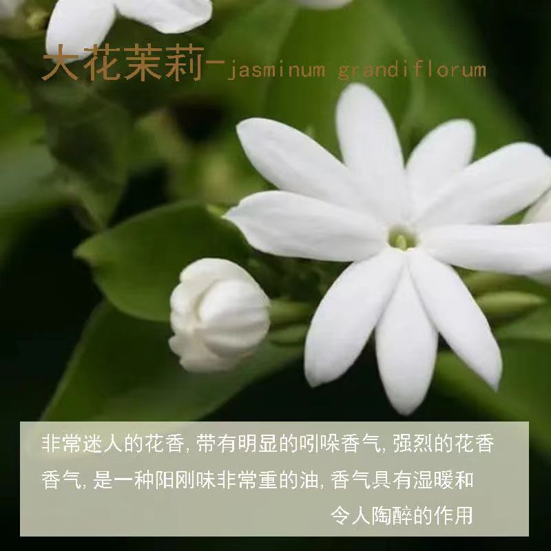 大茉莉花精油 高纯度