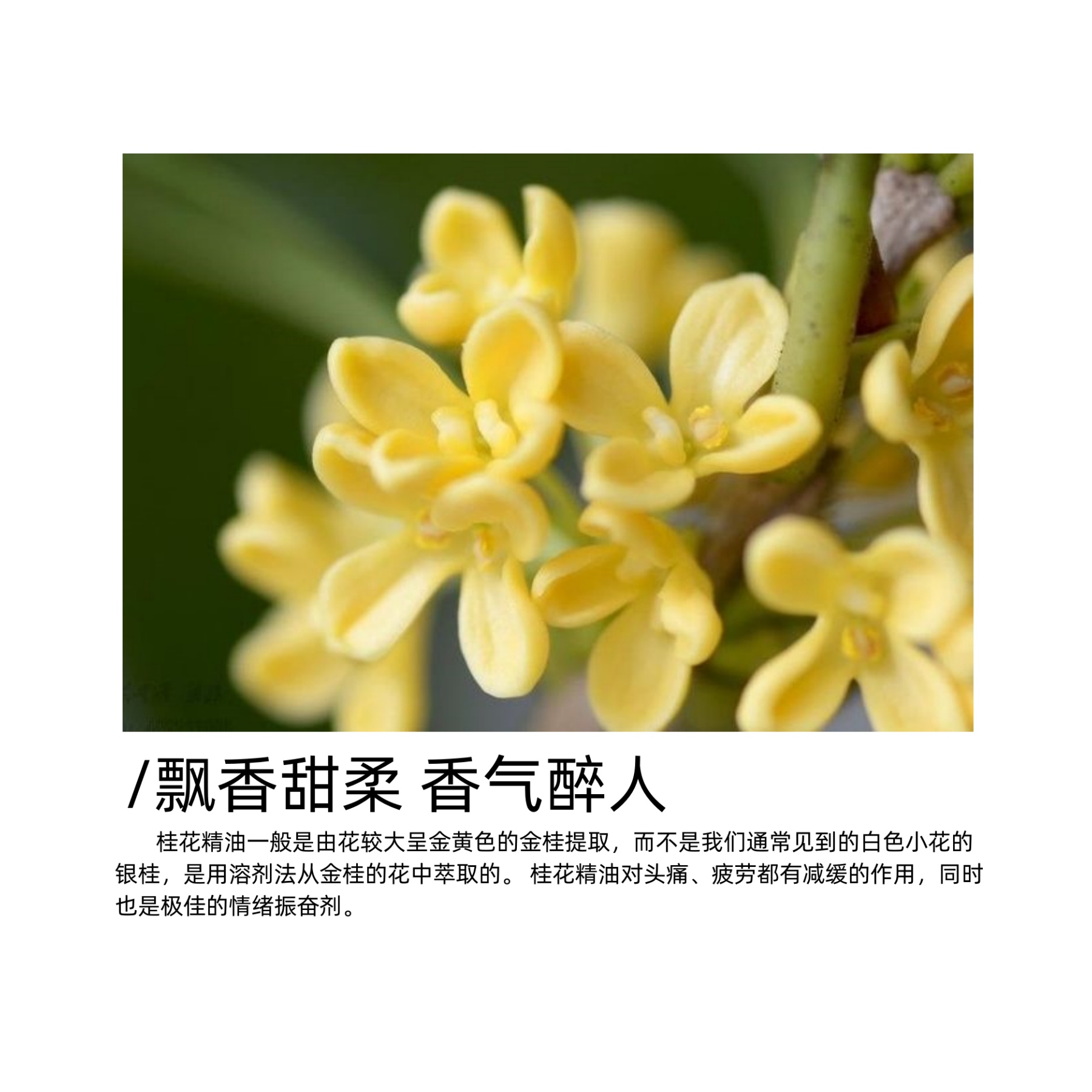 桂花精油高纯度