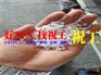 汽车密封条 | 防尘盖条TPV原料