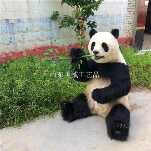 科教仿真动物模型订制修复动物标本  仿真动物标本
