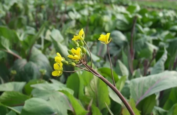 正宗洪山菜苔基地新鲜菜苔保存方法