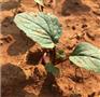 湖北洪山菜苔原产地、洪山菜苔基地科学种植培育