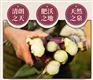 湖北特色蔬菜洪山菜苔绿色健康农产品美味