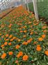 多色郁金香种植批发基地
