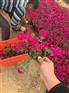 草花批发基地