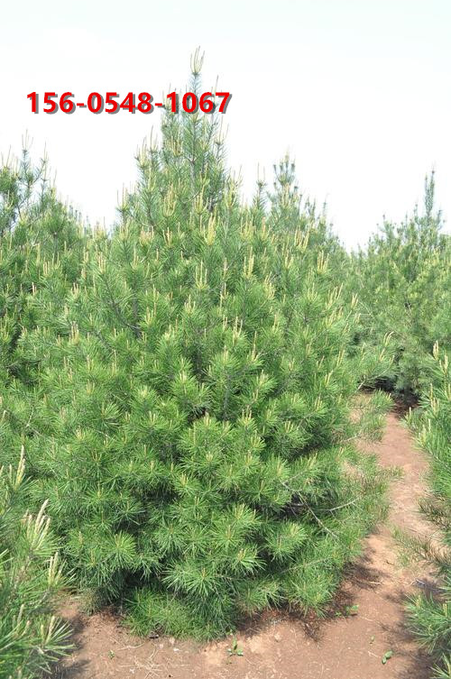基地出售白皮松 带土球发货  1米-1.5米白皮松规格全  北海道黄杨  紫叶李  杏树苗