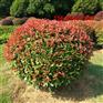 红叶石楠植物、1.5米/ 1.8米/2米红叶石楠球